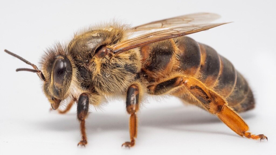 ملکه زنبور عسل نژاد کارنیکا